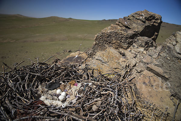 Steppenadler (Aquila nipalensis)