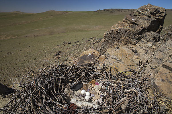 Steppenadler (Aquila nipalensis)