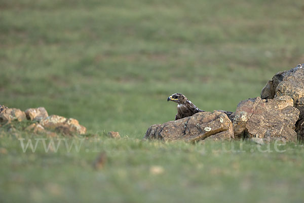 Steppenadler (Aquila nipalensis)