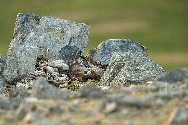 Steppenadler (Aquila nipalensis)