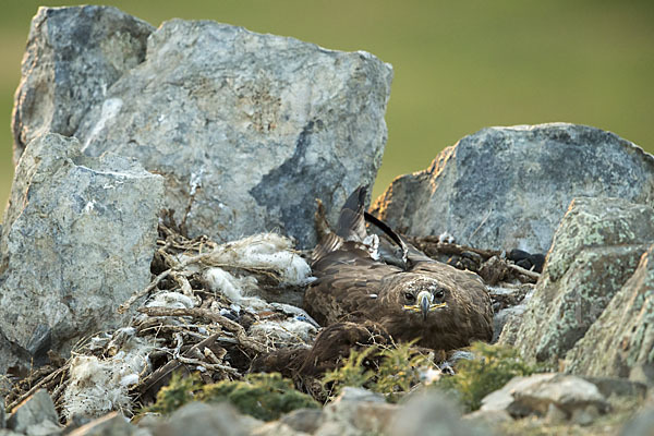 Steppenadler (Aquila nipalensis)