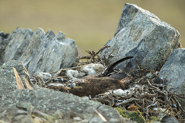 Steppenadler (Aquila nipalensis)