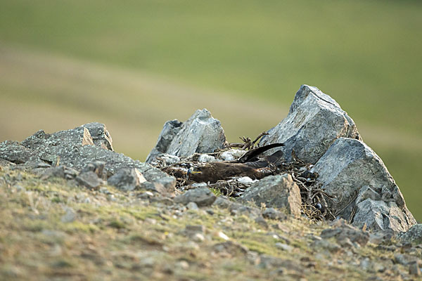 Steppenadler (Aquila nipalensis)