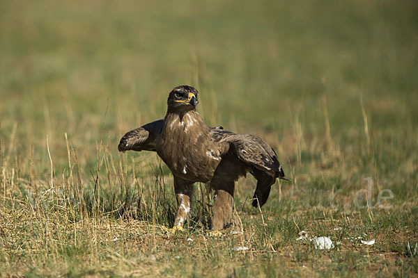 Steppenadler (Aquila nipalensis)