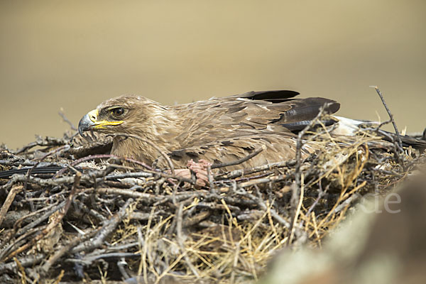 Steppenadler (Aquila nipalensis)