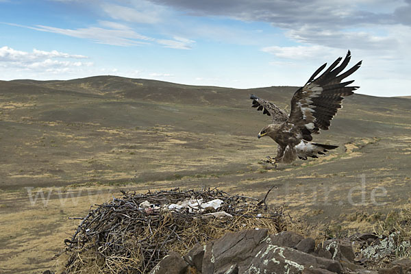 Steppenadler (Aquila nipalensis)