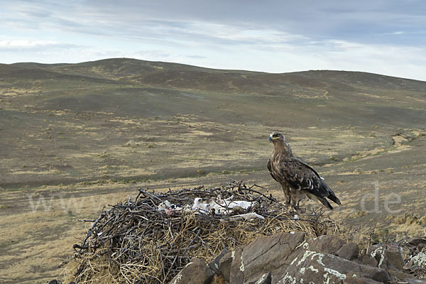 Steppenadler (Aquila nipalensis)