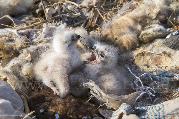 Steppenadler (Aquila nipalensis)