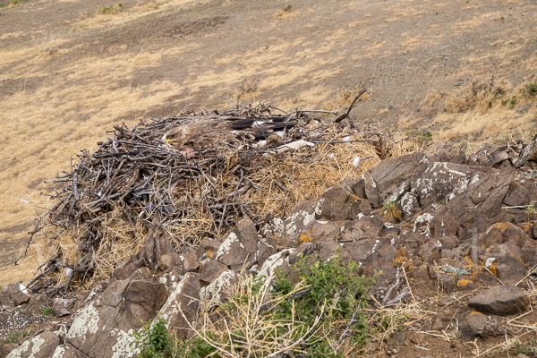 Steppenadler (Aquila nipalensis)