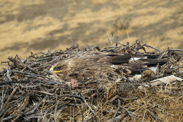 Steppenadler (Aquila nipalensis)