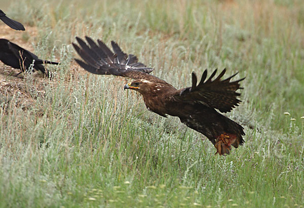 Steppenadler (Aquila nipalensis)