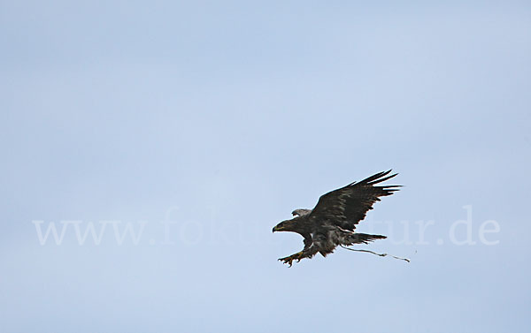 Steppenadler (Aquila nipalensis)