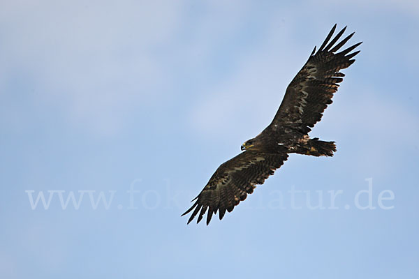 Steppenadler (Aquila nipalensis)