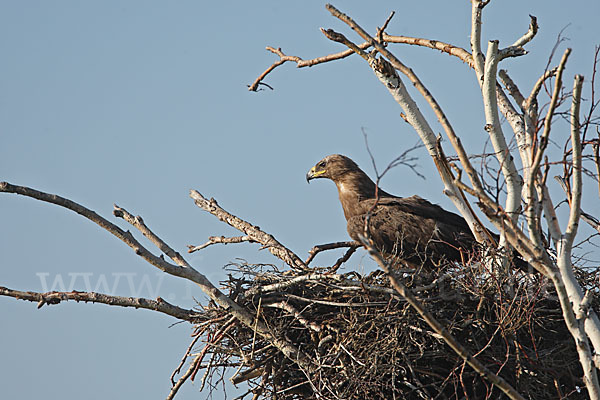 Steppenadler (Aquila nipalensis)