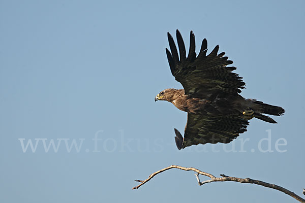 Steppenadler (Aquila nipalensis)