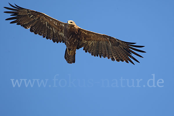 Steppenadler (Aquila nipalensis)