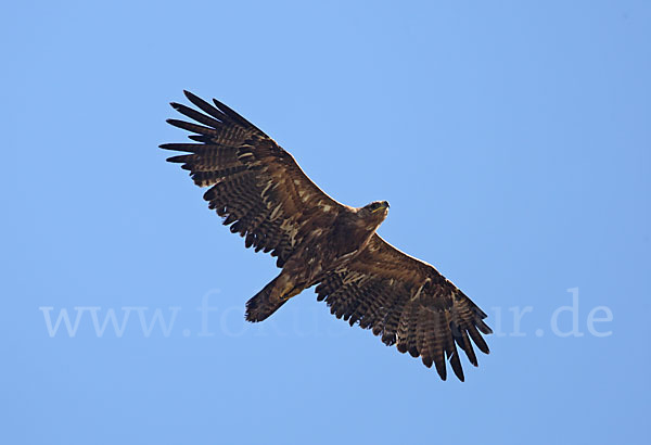 Steppenadler (Aquila nipalensis)