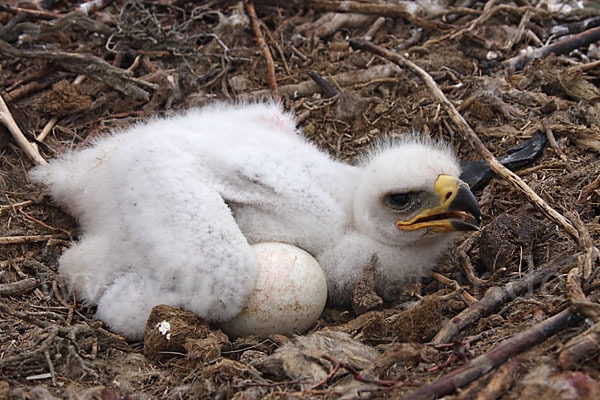 Steppenadler (Aquila nipalensis)