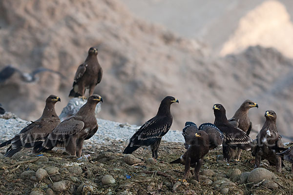 Steppenadler (Aquila nipalensis)