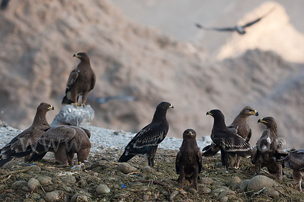 Steppenadler (Aquila nipalensis)