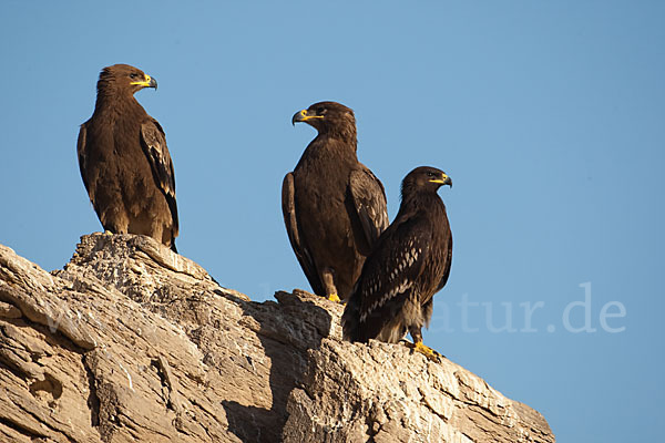 Steppenadler (Aquila nipalensis)