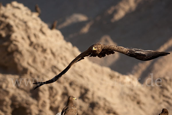 Steppenadler (Aquila nipalensis)