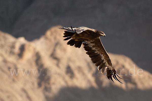 Steppenadler (Aquila nipalensis)