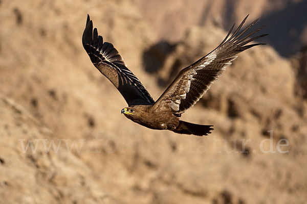 Steppenadler (Aquila nipalensis)