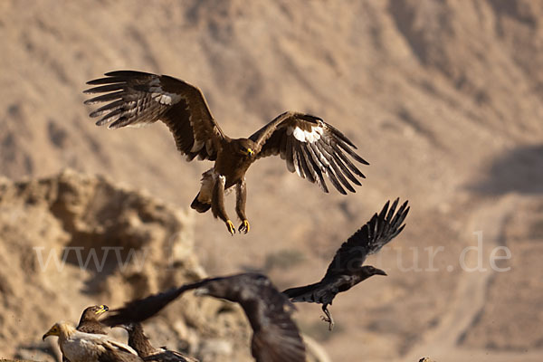 Steppenadler (Aquila nipalensis)