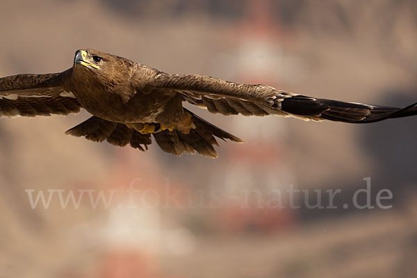 Steppenadler (Aquila nipalensis)