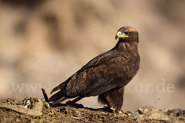 Steppenadler (Aquila nipalensis)