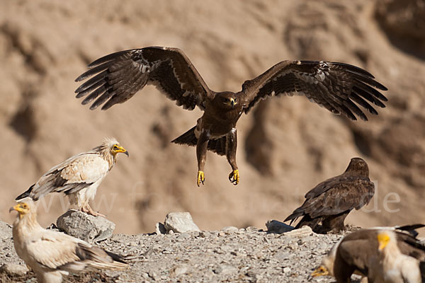 Steppenadler (Aquila nipalensis)