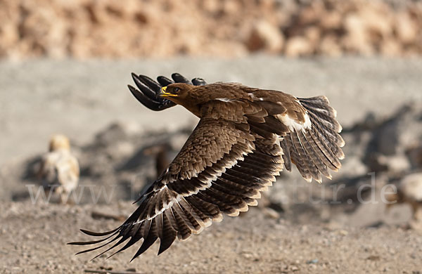 Steppenadler (Aquila nipalensis)