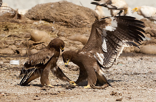 Steppenadler (Aquila nipalensis)