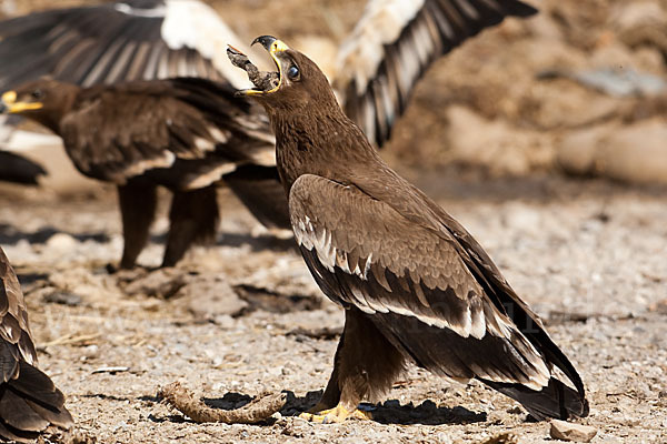 Steppenadler (Aquila nipalensis)