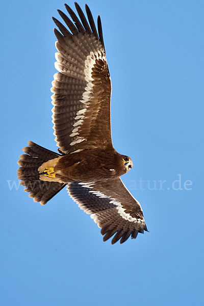 Steppenadler (Aquila nipalensis)