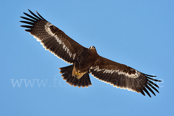 Steppenadler (Aquila nipalensis)