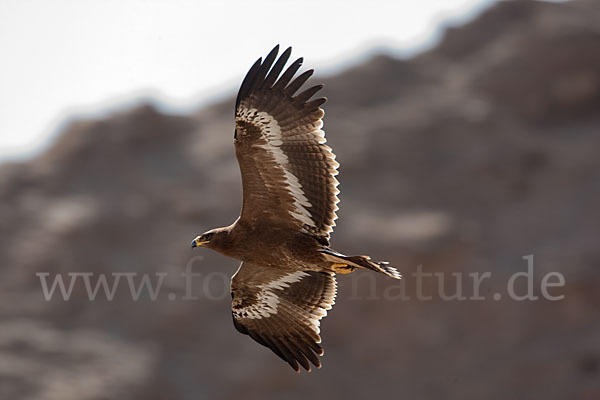 Steppenadler (Aquila nipalensis)