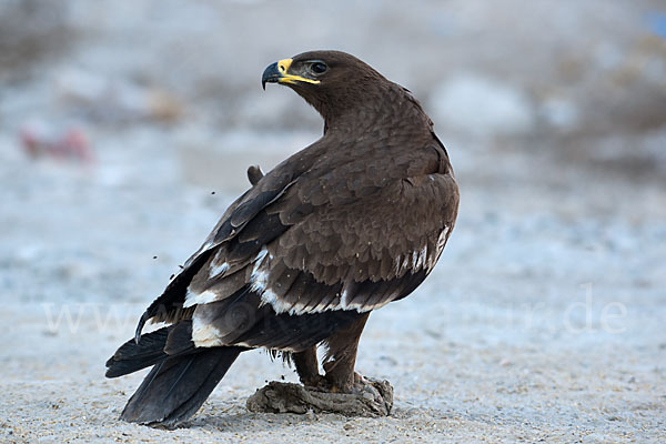 Steppenadler (Aquila nipalensis)