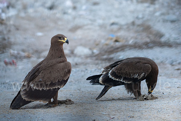 Steppenadler (Aquila nipalensis)