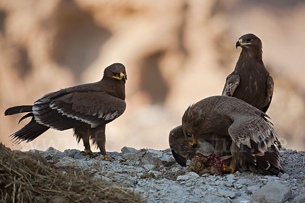 Steppenadler (Aquila nipalensis)