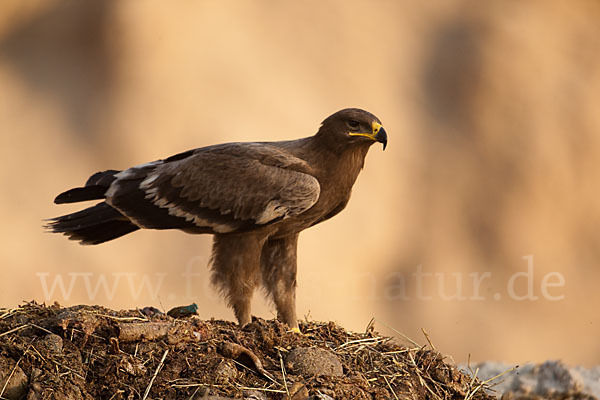 Steppenadler (Aquila nipalensis)