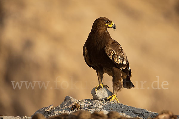 Steppenadler (Aquila nipalensis)