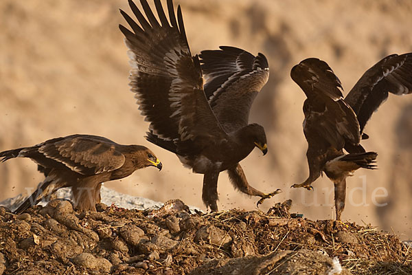 Steppenadler (Aquila nipalensis)