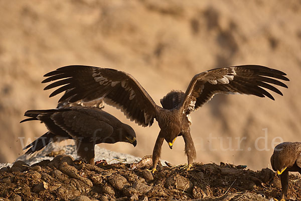 Steppenadler (Aquila nipalensis)