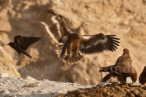 Steppenadler (Aquila nipalensis)