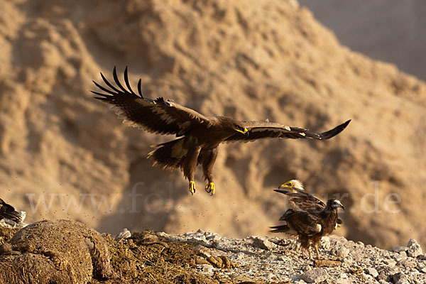 Steppenadler (Aquila nipalensis)