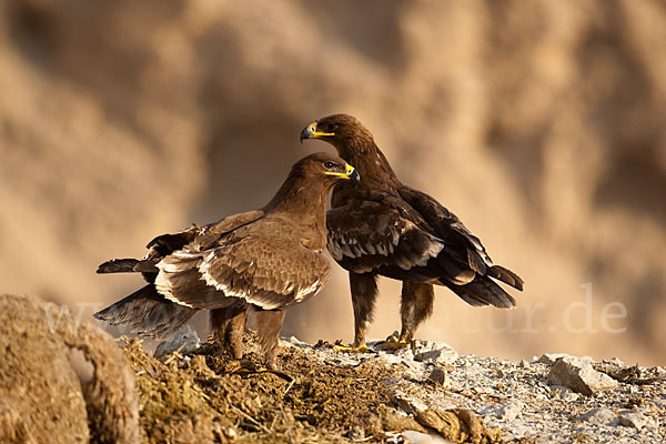 Steppenadler (Aquila nipalensis)