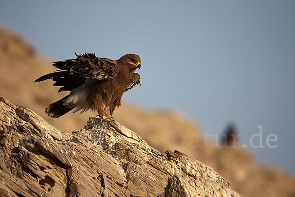 Steppenadler (Aquila nipalensis)