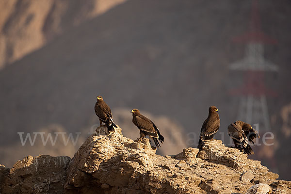 Steppenadler (Aquila nipalensis)